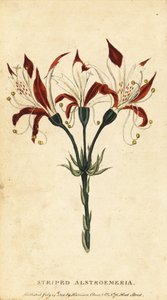 Alstroemeria, Alstroemeria ligtu. ,1800 (rytina) od Unbekannter Künstler