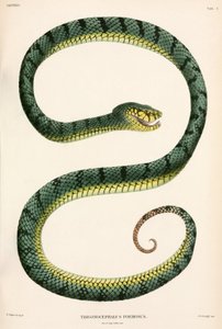 Sumatran Pit-Viper, Indonésie od Unbekannter Künstler