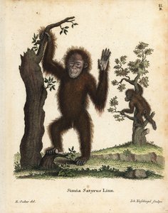 Orangutan sumaterský, Pongo abelii. Kriticky ohrožený. Ručně kolorovaná mědirytina podle ilustrace R. Oakse z knihy Johanna Christiana Daniela Schrebera Animal Illustrations after Nature, or Schreber