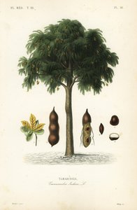 Tamarind strom, Tamarindus indica, Tamarinier od Unbekannt