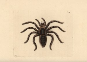 Tarantule vlčí, Lycosa tarantula (Tarantula spider, Aranea tarantula). Ilustrace nakreslil a vyryl Richard Polydore Nodder. Ručně kolorovaná mědirytina z knihy George Shawa a Fredericka Noddera The Naturalist