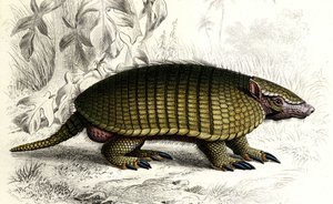 Encoubrt armadillo (Dasypus sexeinetus), jedovatí savci. In "Dictionnaire universel d