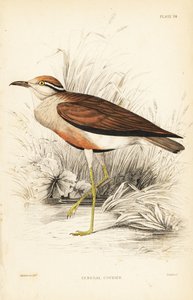 kurýr Temminckův, Cursorius temminckii (kurýr senegalský, Tachydromus senegalensis). Ručně kolorovaná ocelorytina od Williama Lizarse podle Williama Swainsona z Naturalist