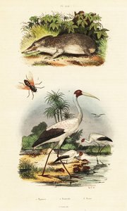 Tenrec, čáp a kůň., 1834-1839 (rytina) od Unbekannter Künstler