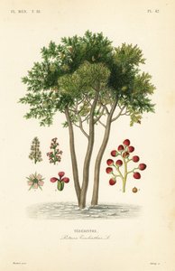 Terebinth neboli terpentýn, Pistacia terebinthus, Terebinthe od Unbekannt