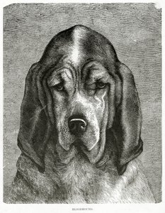 Krvavý pes. 1902 (litho) od Unknown