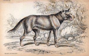 Liška čenu neboli liška brazilská, Lycalopex vetulus - litografie plukovníka Charlese Hamiltona Smithe k ilustraci Naturalist