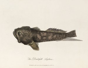 "Pochybný Lophius" od Unbekannter Künstler