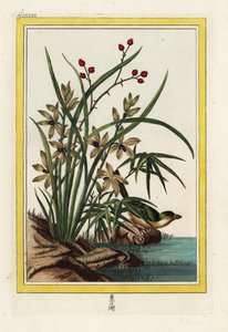 Elleborin z Číny. Čemeřice dlouholistá, Cephalanthera longifolia. Ručně kolorovaný lept od Pierra Josepha Buchoze "Vzácná a osvětlená sbírka nejkrásnějších a nejpodivuhodnějších květin, pěstovaných jak v čínských, tak v evropských zahradách, od Unbekannter Künstler