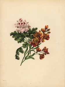 Helen Geranium, preference; The Garden Wallflower, Věrnost v neštěstí od Unbekannt