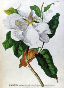 Magnolie od Unbekannter Künstler