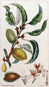 Mandlovník, asi 1801-1850 (rytina) od Unbekannter Künstler