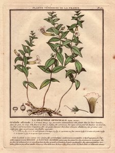 Gratiola officinale (Gratiola officinalis). Žilnatina, popis rostliny, stonku, listů, květů a kořenů. Podrobnosti o kalichu, pestíku a tobolce. Eau forte en couleurs 18. století, in Herbier de la France (1780-1793), kresba, rytina a p od Unbekannter Künstler