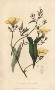 Škumpa (Convolvulus scammonia) - Silná voda od Williama Clarkea k ilustraci knihy "Medical Botanical, Description of the Medicinal Plants of London, Edinburgh, and Dublin" od Johna Stephensona a Jamese Morsse Churchilla, vydané v Londýně Johnem Churcem. od Unbekannter Künstler