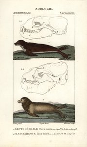 Medvěd mořský neboli tuleň severní (arctocephale) a lev mořský neboli lachtan (platyrhynque) - Eau forte od Jeana Gabriela Pretreho (1780-1845), vyryl Carnonkel, pro slovník přírodních věd: savci od Frederica Cuviera, vydal Pierre Jean Fr. od Unbekannter Künstler