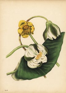 Leknín bílý, Nymphaea odorata a leknín žlutý, Nuphar lutea, Ticho od Unbekannt