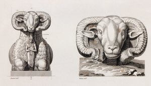 Thebes od Unbekannt