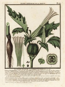 Jabloň trnitá, Datura stramonium. od Unbekannter Künstler