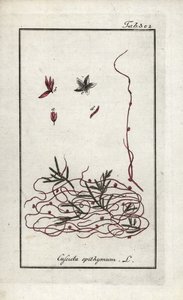 Tymiánový kuklík nebo kuklík drobnokvětý (Cuscuta epithymum). Litografie z knihy "Afbeelding der Artseny-Gewassen" od Johannese Zorna (1739-1799), Nizozemsko. od Unbekannter Künstler