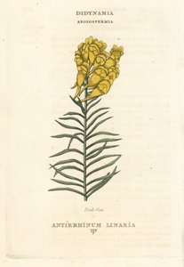 Muchovník obecný, Linaria vulgaris (Antirrhinum linaria). Ručně kolorovaná mědirytina podle ilustrace Richarda Duppy z knihy The Claves and Orders of the Linnaean System of Botany, Longman, Hurst, London. od Unbekannter Künstler