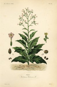 Rostlina tabáku, Nicotiana tabacum, Tabac od Unbekannt