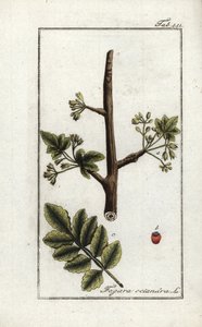 Tomentóza neboli guma tacamac (Elaphrium tomentosum). Litografie z knihy "Afbeelding der Artseny-Gewassen" od Johannese Zorna (1739-1799), Nizozemsko. od Unbekannter Künstler