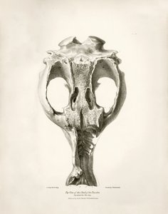 Jeřáb Toxodon, prehistorické zvíře, které nalezl Charles Darwin poblíž Montevidea v Uruguayi během své výzkumné cesty na palubě lodi Beagle. Zoologie cesty H.M.S. Beagle pod velením kapitána Fitzroye v letech 1832 až 1836 upravil a vydal prof. od Unbekannter Künstler