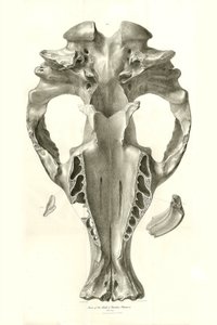 Jeřáb Toxodon, prehistorické zvíře, které nalezl Charles Darwin poblíž Montevidea v Uruguayi během své výzkumné cesty na palubě lodi Beagle. Zoologie cesty H.M.S. Beagle pod velením kapitána Fitzroye v letech 1832 až 1836 upravil a vydal prof. od Unbekannter Künstler
