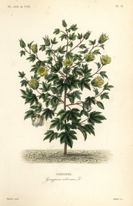 Stromová bavlna, Gossypium arboreum, Cotoninier od Unbekannt