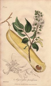 Strom horečky (Myroxylon peruiferum) - Silná voda od Williama Clarka k ilustraci knihy "Medical Botanical, Description of the Medicinal Plants of London, Edinburgh and Dublin" od Johna Stephensona a Jamese Morsse Churchilla, vydané v Londýně Johnem Churche od Unbekannter Künstler