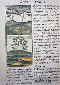 Stromy, divoké cypřiše a jedle, stránka z Florentinského kodexu, dvojjazyčná verze ve španělštině a nahuatlu, Obecná historie věcí Nového Španělska, španělský misionář Fray Bernardino de Sahagun (1499-1590). Aztécká civilizace od William M. Timlin