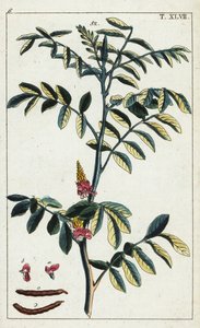 Pravé indigo, Indigofera tinctoria. od Unbekannter Künstler