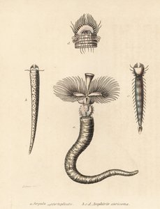 hlístice Serpula vermicularis (Serpula contortuplicata) a hlístice Amphictene auricoma (Amphitrite auricoma). Gebhartova ručně kolorovaná litografie podle Zehnerovy ilustrace z Přírodovědné galerie Georga Friedricha Treitschkeho, Naturhistoris. od Unbekannter Künstler