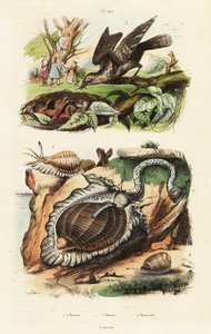 Tun shells a euroasijský wryneck. od Unbekannter Künstler