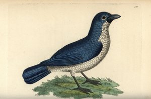 Boubou Turatiho, Laniarius turatii (ťuhýk modrý, Lanius bicolor). Ilustrace nakreslil a vyryl Richard Polydore Nodder. Ručně kolorovaná mědirytina z knihy George Shawa a Fredericka Noddera The Naturalist