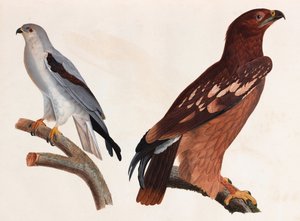Dvě barevné ilustrace ptáků od Unbekannt