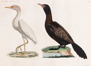 Dvě barevné ilustrace ptáků od Unbekannt