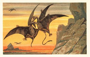Dva pterodaktylové bojující uprostřed letu proti karmínové obloze. 1908 (litografie) od Unbekannter Künstler