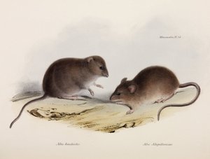 Dva druhy myší, Jižní Amerika, c 1832-1836 od Unbekannt