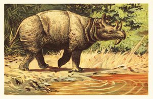 Uintatherium anceps, vyhynulý býložravý savec eocénu. 1908 (litografie) od Unbekannter Künstler