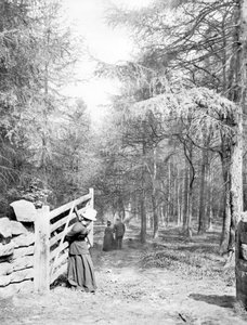 Spojené království: Eaton Woods, c1890 od Unbekannt