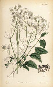 Plamének přímý (Clematis recta). Ručně kolorovaná litografie Henryho Sowerbyho z knihy Edwarda Hamiltona Flora Homeopathica, Bailliere, Londýn. od Unbekannter Künstler