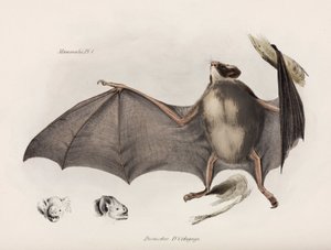Upíří netopýr, Jižní Amerika, c 1832-1836 od Unbekannter Künstler