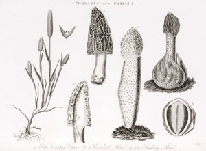 Odrůda trávy a vodního phallus des champignons morille od Unbekannt