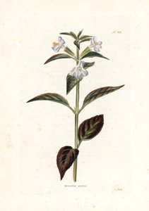 Variete de mimule - litografie George Cookea pro britský časopis Conrad Loddiges (1738-1826) od Unbekannter Künstler