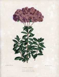 Odrůda Azalee marvel, s malými poloplnými květy typu Amcena, světle fialové barvy. Litografie Worthingtona G.Smithe (1835-1917), publikovaná v časopise Floral Magazine. od Unbekannter Künstler
