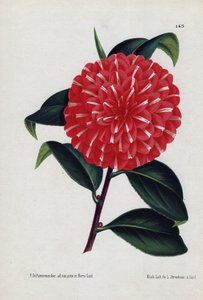 Odrůda hybridních kamélií, zvaná Caprioli, s červenými květy s bílým pruhem (Camellia japonica, Thea japonica). Ilustrace P. de Pannemaeker, litografie L. Stroobant z Gentu (Belgie), publikováno v L