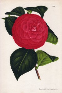 Odrůda hybridních kamélií zvaná Marchesa Davia (Camellia japonica, Thea japonica) s červenými květy žilkovanými karmínově červenou barvou. Chromolitografie P. de Pannemaekera, vydaná kolem roku 1880 v Gentu (Belgie) v L