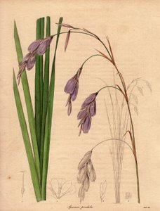 Odrůda kosatce (Sparaxis pendula), zvaná Harlekýn, pocházející z jižní Afriky, s převislými květy lila barvy.Ilustrace R. Millse (1836-1842), v The Botanist, série Benjamina Maunda v pěti svazcích, vydaných v letech 1836-1842. od Unbekannter Künstler