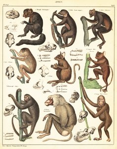 Odrůdy opic. ,1841 (litografie) od Unbekannter Künstler